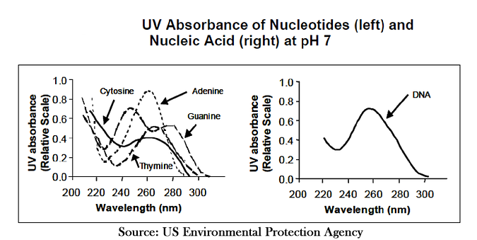 How Ultraviolet Light Kills Pathogens 1 UV light absorbance graph
